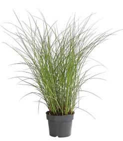 Chinaschilf 'Gracillimus'
