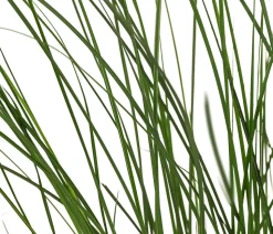 Chinaschilf 'Kleine Fontäne'