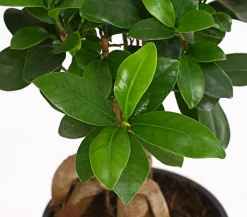 Chinesische Feige - Ficus microcarpa 'Ginseng'