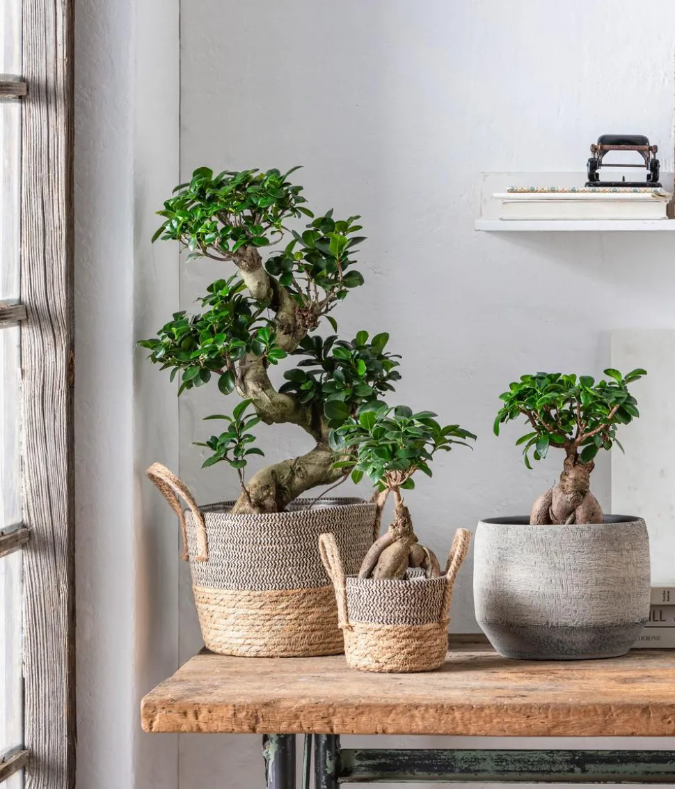 Chinesische Feige - Ficus microcarpa 'Ginseng'
