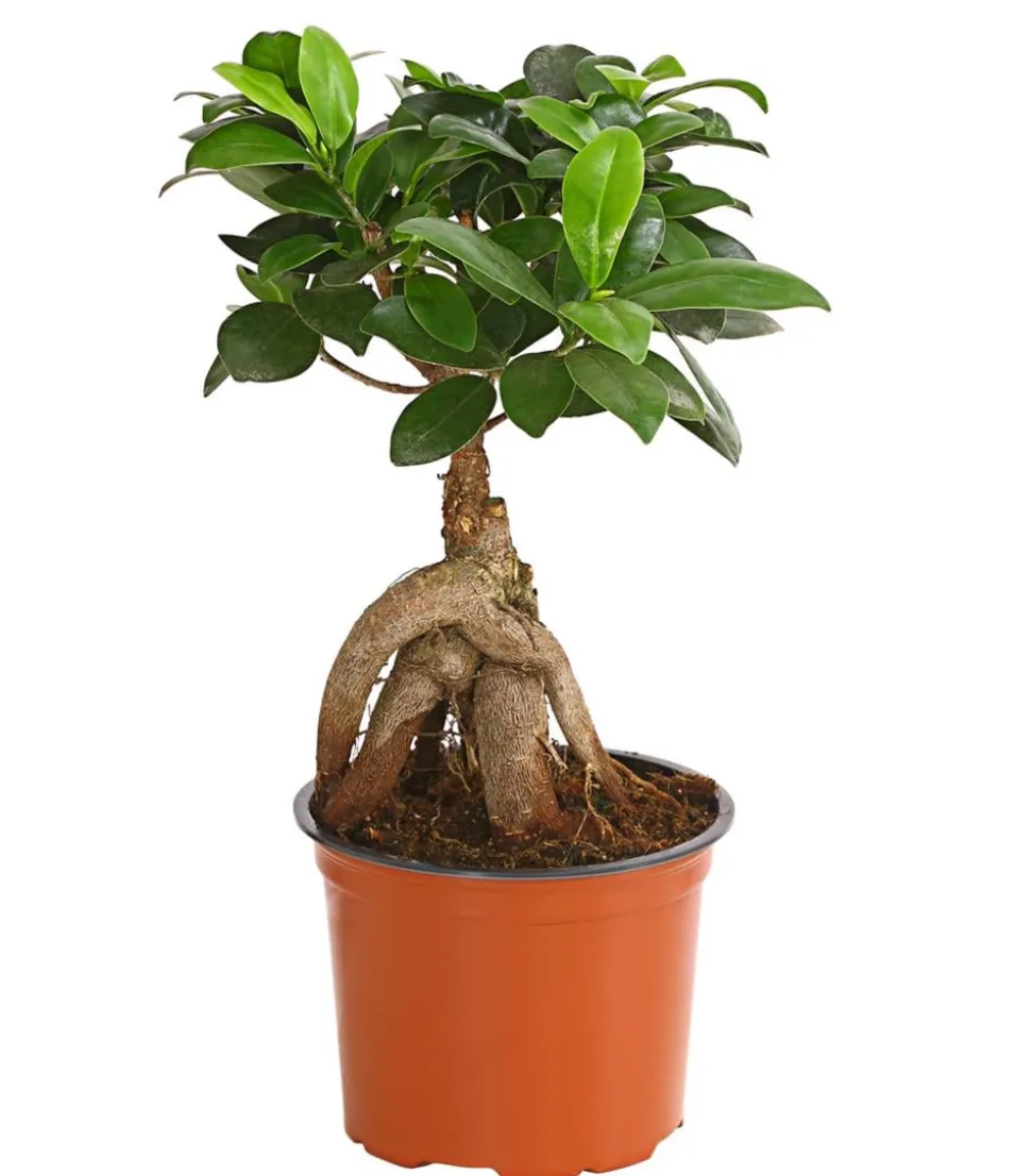 Chinesische Feige - Ficus microcarpa 'Ginseng'