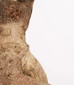 Chinesische Feige - Ficus microcarpa 'Ginseng', in Keramik, verschiedene Farben