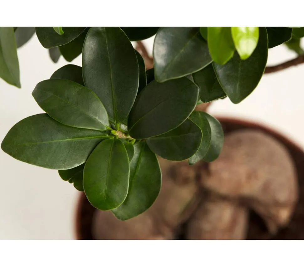 Chinesische Feige - Ficus microcarpa 'Ginseng'