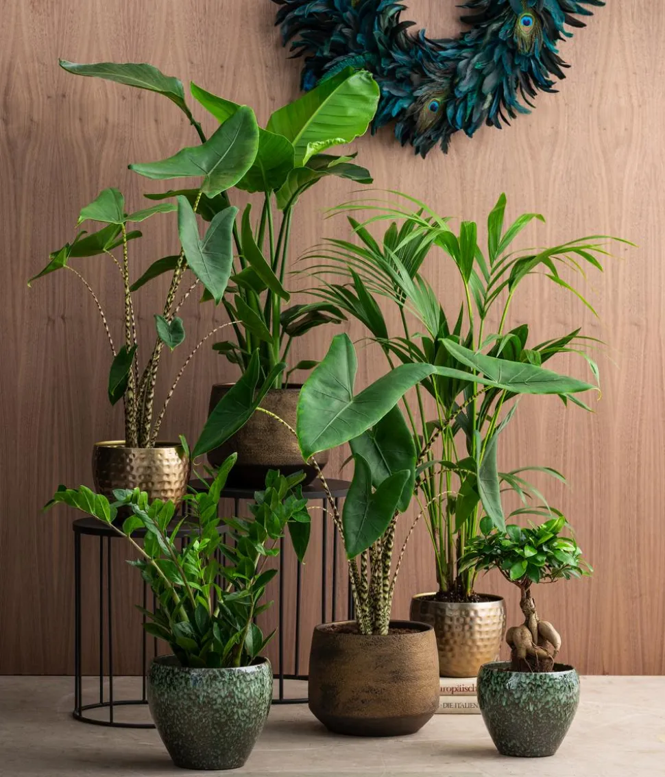 Chinesische Feige - Ficus microcarpa 'Ginseng'