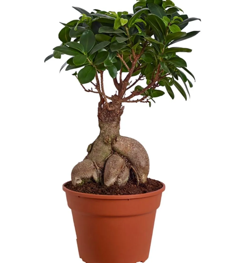 Chinesische Feige - Ficus microcarpa 'Ginseng'