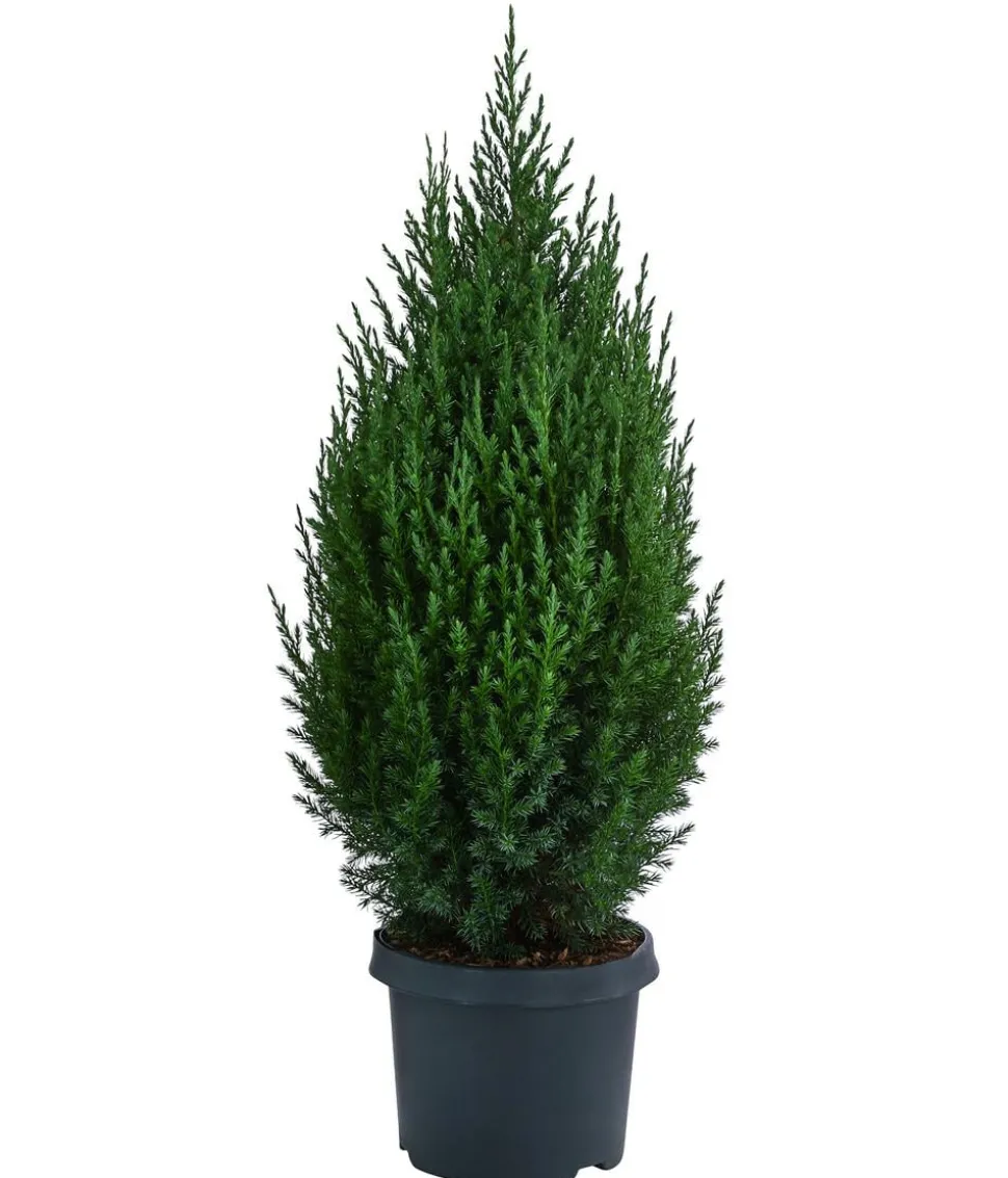 Chinesischer Wacholder 'Stricta'