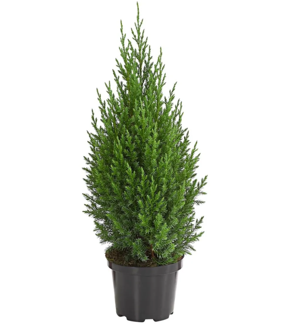 Chinesischer Wacholder 'Stricta'