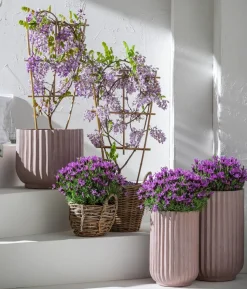 Chinesischer Blauregen - Wisterie, blau