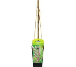Chinesischer Blauregen - Wisterie, rosa