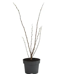 Chinesischer Judasbaum 'Avondale'