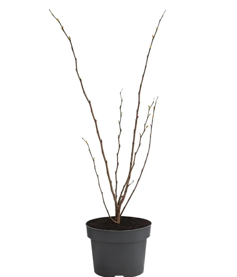 Chinesischer Judasbaum 'Avondale'