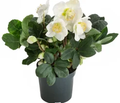Christrose 'Christmas Carol'