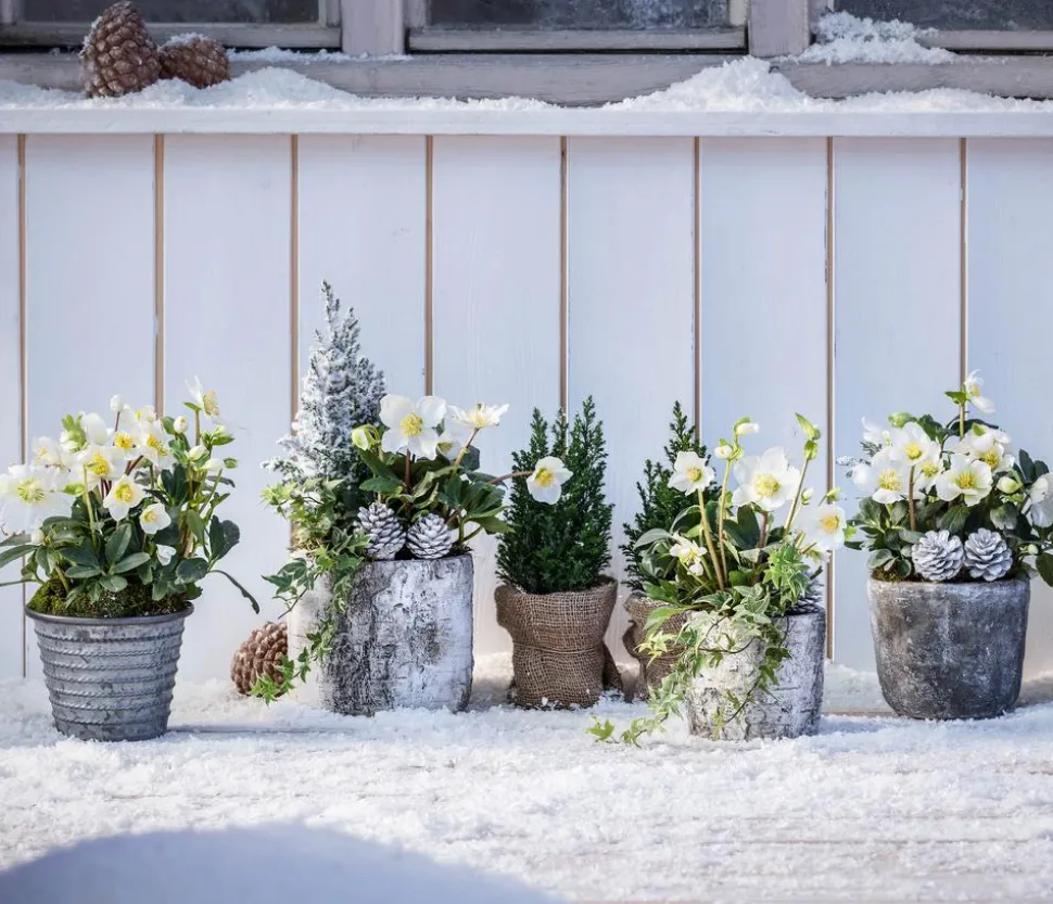 Christrose 'Christmas Carol'