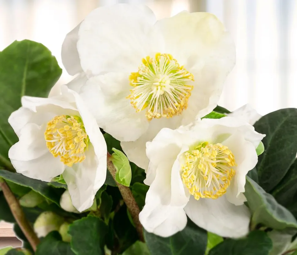 Christrose 'Christmas Carol'