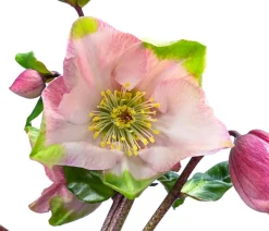 Christrose 'HGC® Winter Ballet® Katie'