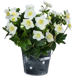 Christrose im Zinktopf