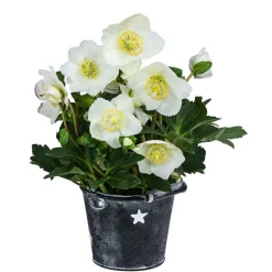 Christrose im Zinktopf
