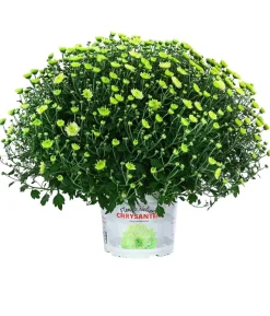 Chrysantheme 'Pistache'