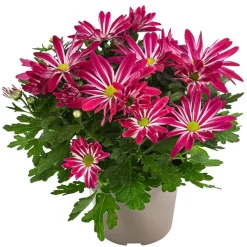Chrysantheme 'Rainbow Carousel'