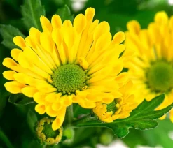 Chrysantheme 'Swifty', ca. 20-30 cm, verschiedene Farben