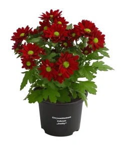 Chrysantheme 'Swifty', verschiedene Farben