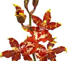 Colmanara-Orchidee - Colmanara 'Andrea'