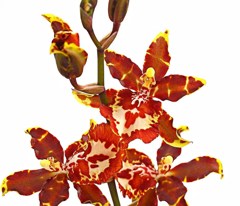 Colmanara-Orchidee - Colmanara 'Andrea'