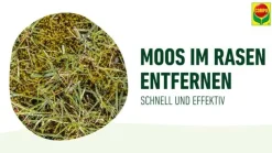 COMPO Rasen Moos-frei Herbistop®, 500 ml