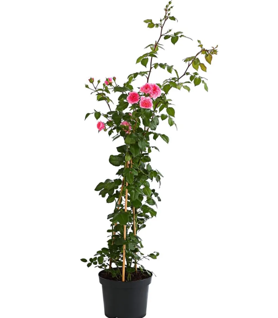 COURTYARD® Kletterrosen