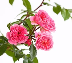 COURTYARD® Kletterrosen