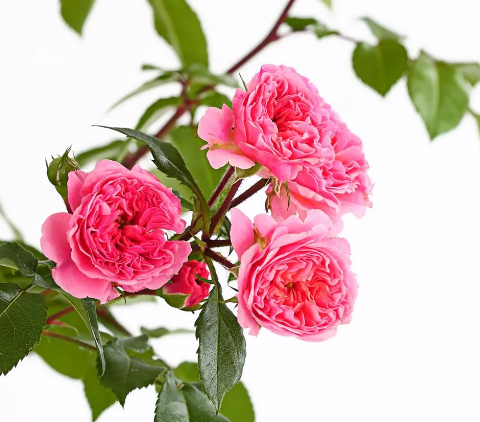 COURTYARD® Kletterrosen