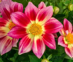 Dahlie 'Summer Bees'