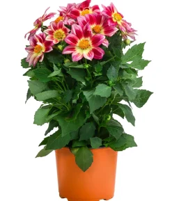 Dahlie 'Summer Bees'