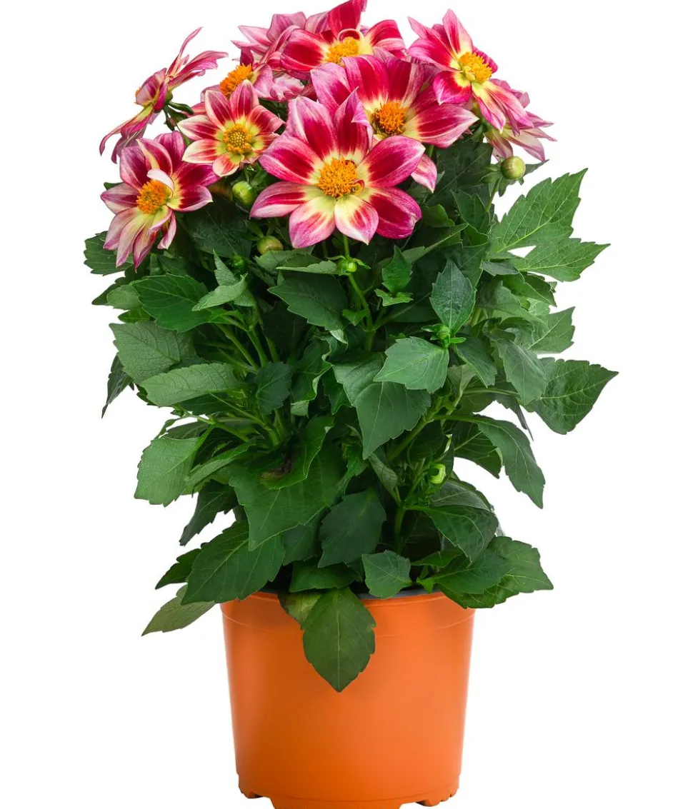 Dahlie 'Summer Bees'