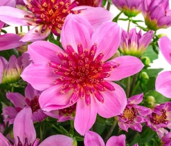 Dahlie 'Supernova'