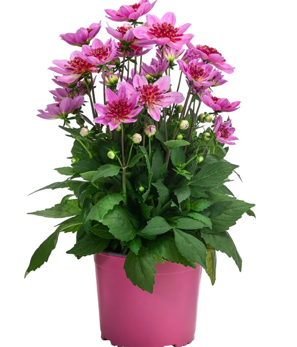 Dahlie 'Supernova'