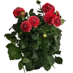 Dahlie, verschiedene Farben