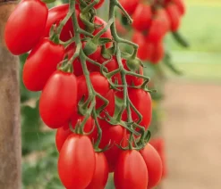Datteltomate