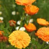Dehner Bio-Saatgut Ringelblume