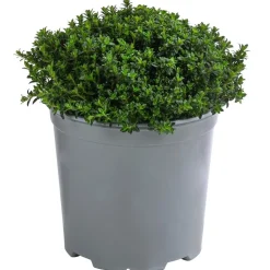 Dehner Gourmet Garten Bergbohnenkraut