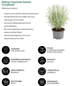 Dehner Gourmet Garten Currykraut