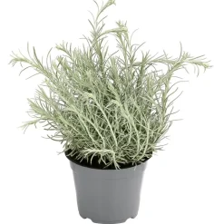 Dehner Gourmet Garten Currykraut