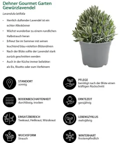 Dehner Gourmet Garten Gewürzlavendel
