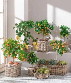 Dehner Gourmet Garten Gewürzlavendel