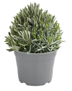 Dehner Gourmet Garten Gewürzlavendel