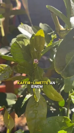 Dehner Gourmet Garten Kaffir-Limette