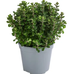 Dehner Gourmet Garten Majoran, einjährig