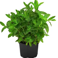 Dehner Gourmet Garten Marokkanische Minze