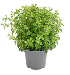 Dehner Gourmet Garten Oregano