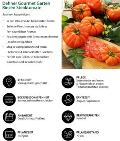 Dehner Gourmet Garten Riesen Steaktomate, veredelt